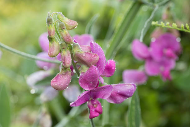 pink sweet pea flowers in garden   closeup selective focus