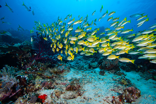 barracuda,caranx,snapper, school of fish, underwater tropical fishes, ocean life,