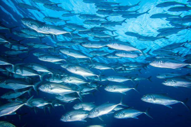 어류, 열대어, - tuna sea underwater fish 뉴스 사진 이미지