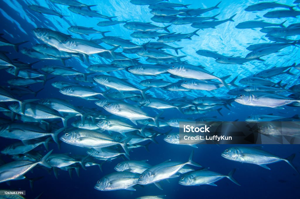 school of fish , tropical fishes, barracuda,caranx,snapper, school of fish, underwater tropical fishes, ocean life, Herring Stock Photo