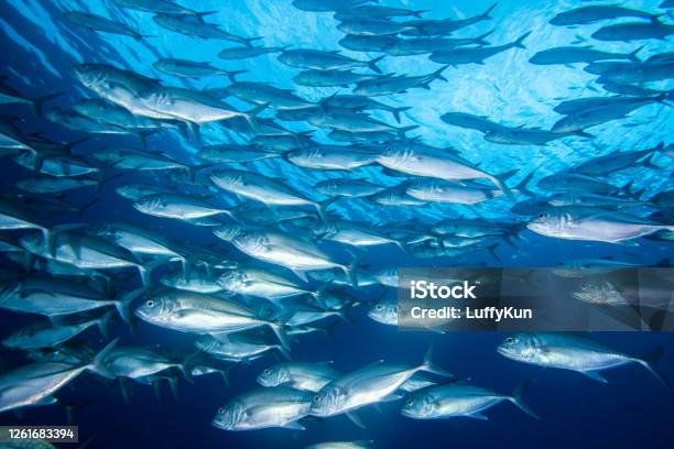 School Of Fish Tropical Fishes Stock Photo - Download Image Now - Herring, Fish, School of Fish