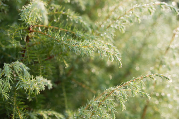 istock juniper twigs with morning dew closeup selective focus 1261683934