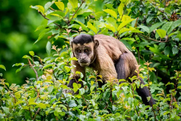 Close up of Black-Capped Capuchin, also known as Tufted Capuchin, in a tree canopy. This is one of the highly intelligent species of monkeys that we know to use tools as well.