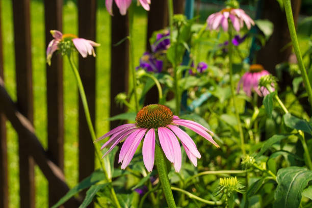 istock Echinacea Purpurea Flower 1261685567