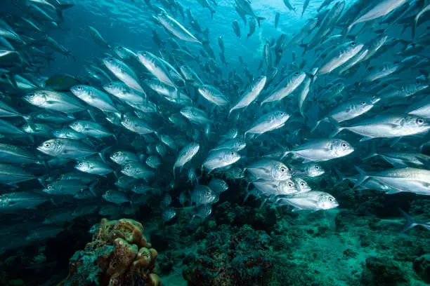 barracuda,caranx,snapper, school of fish, underwater tropical fishes, ocean life,