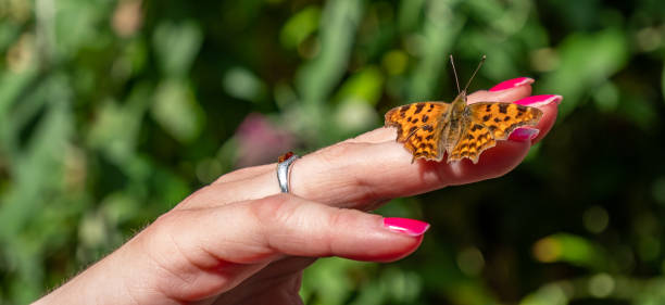 istock panorama argynnis paphia butterfly on hand 1261690160