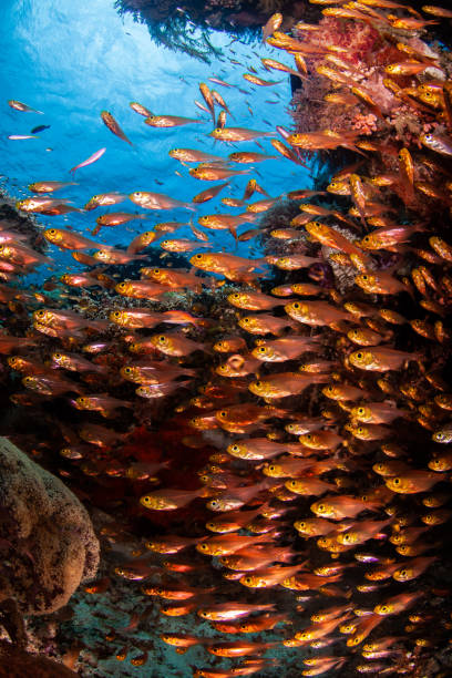 école de poissons, poissons tropicaux, - archipel raja ampat photos et images de collection