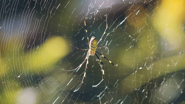 joro spider, trichonephala clavata, toile d’araignée - central focus photos et images de collection