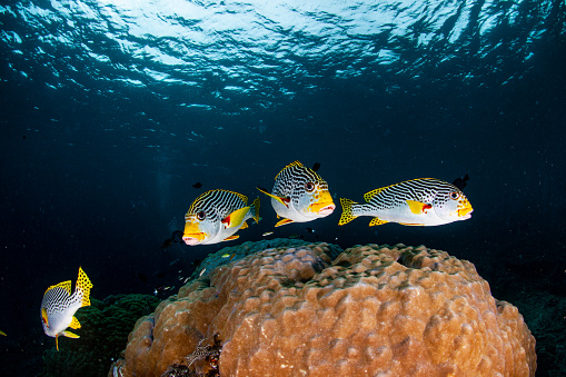 Reefscape with hard corals and tropical fish at the Bougainville Reef in Coral Sea