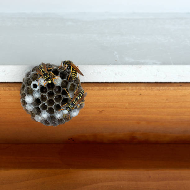 istock Wasp Nest on a brown window reveal with a white wall. 1261694394