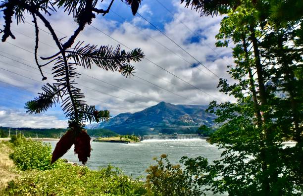 bonneville lock and dam behind the pines - oregon forest hydroelectric power columbia river imagens e fotografias de stock