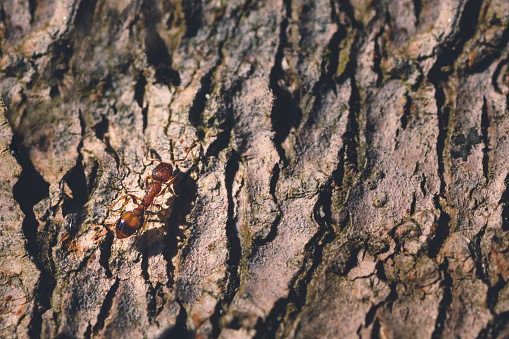 Extreme close-up of one common red ant insect viewed from above, macro on ground at sunset in summer season.