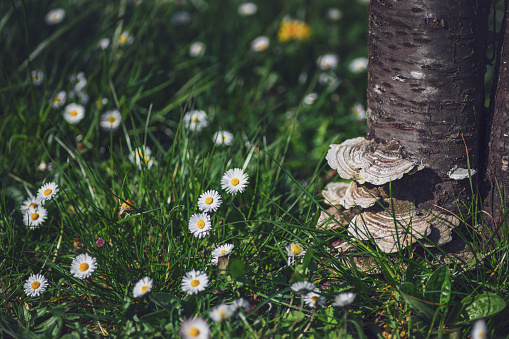 Close-up on beautiful white mushrooms and fungus invading a cut and dead cherry tree trunk in green grass in summer season in the night in the forest, with some daisy flowers.