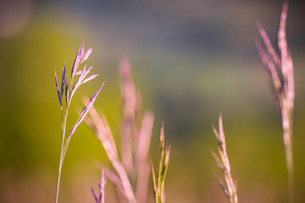 primo piano in messa a fuoco selettiva di steli di piante selvatiche sotto la luce del sole mattutina in estate - branch dry defocused close up foto e immagini stock