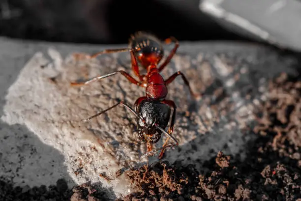 Photo of Extreme macro on small red ant insect at sunset in summer season