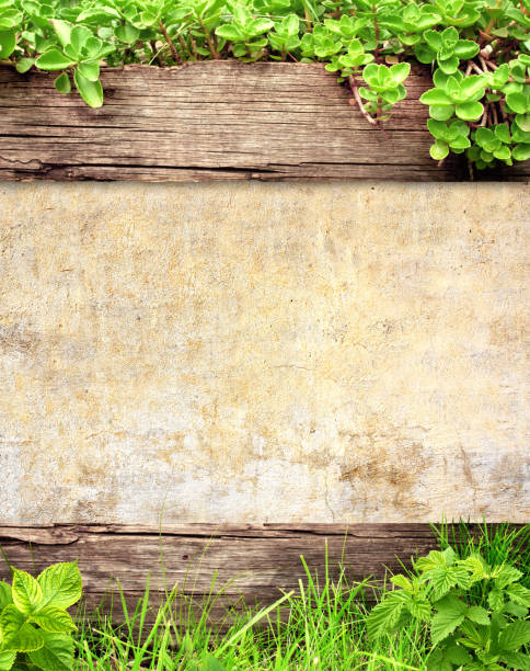 istock Summer background with wooden plank, grass and green leaves 1261704231