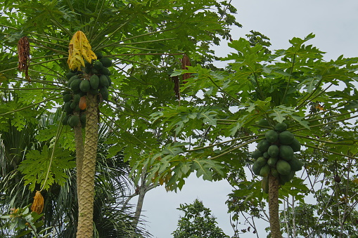 Papaya tree with fruits in Santa Clara at Amazonas river in Colombia