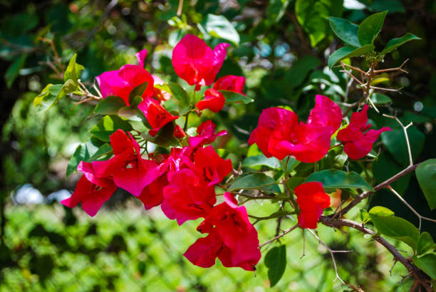 istock Amazing color and beautiful flowers 1261717178