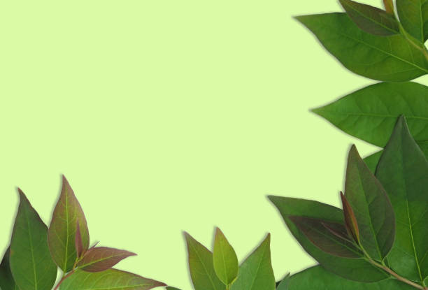istock Flat lay of green leaf frame on a light green background. 1261717188