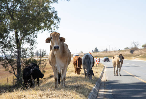 istock Communal cattle grazing on the road side 1261717947