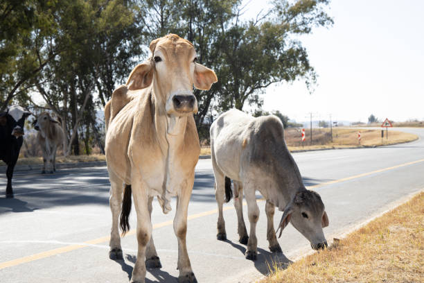 istock Communal cattle grazing on the road side 4 1261718047