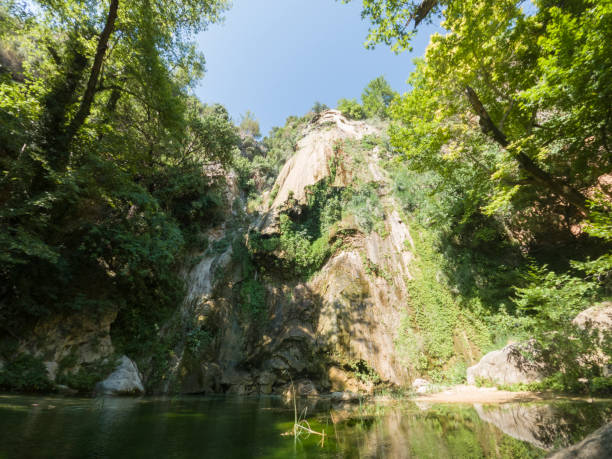 istock beautiful forest in the nature 1261718254