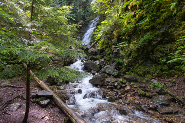 Ancient Rainforest Ancient Forest/Chun T'oh Whudujut Provincial Park, British Columbia, Canada prince george photos stock pictures, royalty-free photos & images