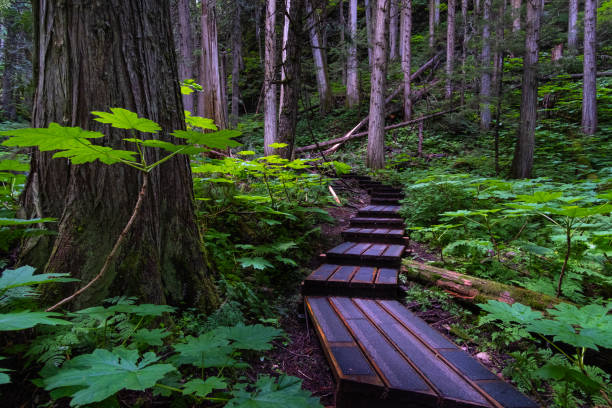 Ancient Rainforest Ancient Forest/Chun T'oh Whudujut Provincial Park, British Columbia, Canada prince george photos stock pictures, royalty-free photos & images
