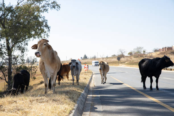 Communal cattle grazing on the road side in a small town in South Africa