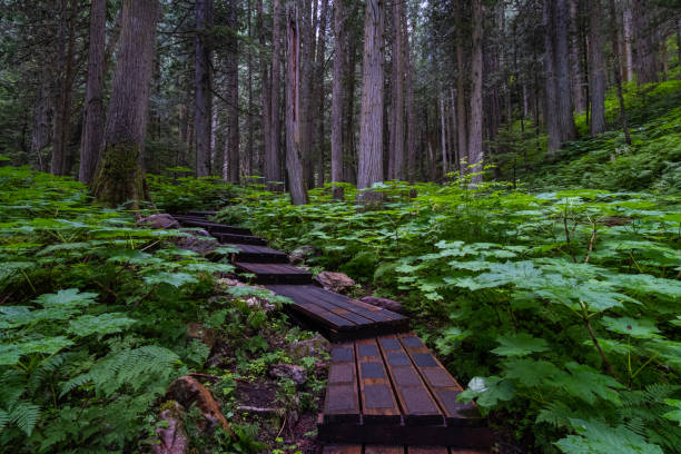 Random Canadian Forest 170+ Forest Canada Rainforest Western Red Cedar Stock Photos, Pictures ...