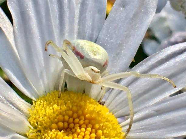 istock white crab spider defending its dew-kissed daisy / thomisidae 1261720303