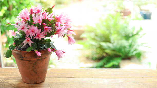 istock Blooming zygocactus Schlumbergera in a ceramic pot 1261720495