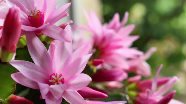 Blooming zygocactus Schlumbergera