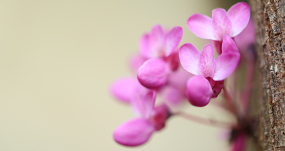 Beautiful spring blooming of Cercis chinensis or Chinese redbud tree, pink flowers closeup on light background. Selective focus