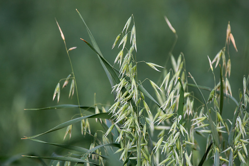 part of white oats plant