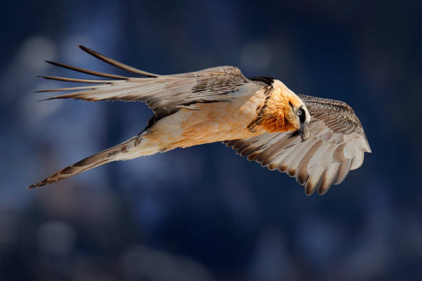Lammergeier or Bearded Vulture, Gypaetus barbatus, flying bird above rock mountain. Rare mountain bird, fly with snow, animal in stone habitat, Valais, Switzerland. Bearded Vulture-Eagle in flight above the Swiss Alps, winter condition. lammergeier o buitre barbudo, gypaetus barbatus, ave voladora sobre la montaña de roca. ave de montaña rara, volar con nieve, animal en hábitat de piedra, valais, suiza. buitre-águila barbuda en vuelo por encima de los alpes suizos, estado de invierno.