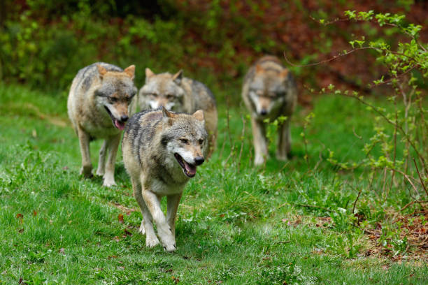 Wolf packs in forest. Gray wolf, Canis lupus, in the spring light, in the forest with green leaves. Wolf in the nature habitat. Wild animal in the orange leaves on the ground, Germany. stock photo