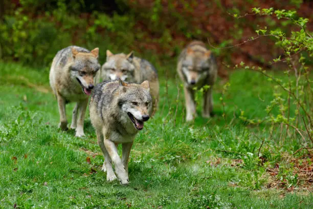 Wolf packs in forest. Gray wolf, Canis lupus, in the spring light, in the forest with green leaves. Wolf in the nature habitat. Wild animal in the orange leaves on the ground, Germany.
