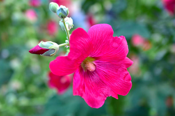 istock Red and pink Mallow flowers on a Sunny day 1261744002
