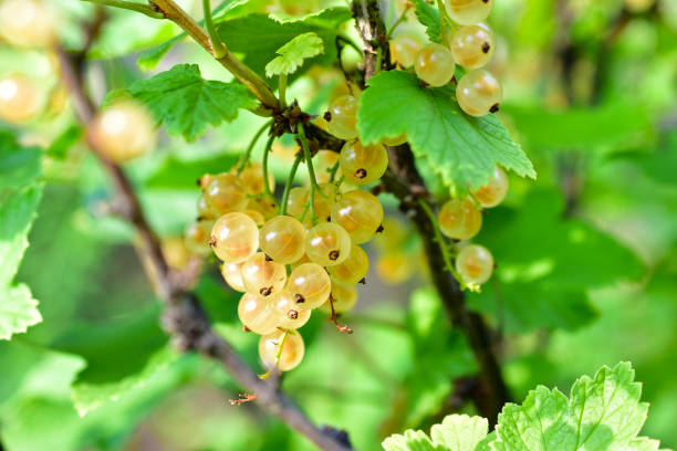 istock Clusters of yellow currant berries on a green Bush 1261744025