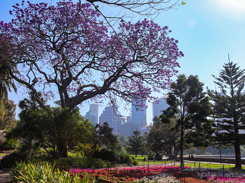 Royal Botanic Gardens Sydney and skyscrapers in the background