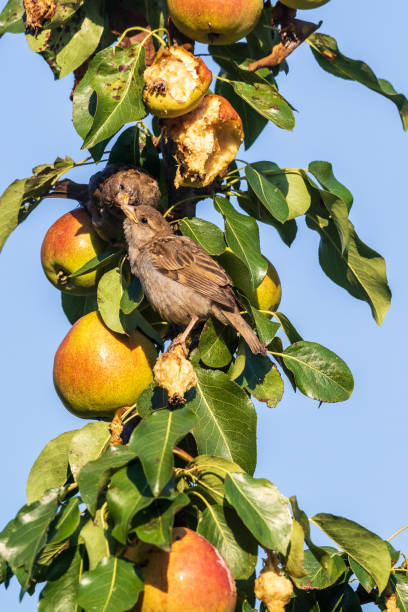 istock Two small birds sit on a pear branch and exchange food tenderly. 1261744147