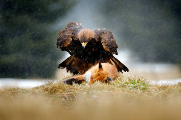 istock Golden Eagle feeding on kill Red Fox in the forest during rain and snowfall. Bird behaviour in the nature. Behaviour scene with brown bird of prey, eagle with catch, Poland, Europe. 1261744208