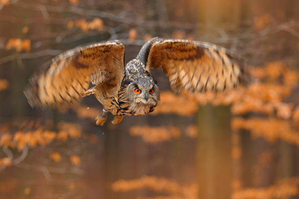istock Eurasian Eagle Owl, Bubo bubo, with open wings in flight, forest habitat in background, orange autumn trees. Wildlife scene from nature forest, Russia. Bird in fly, owl behaviour. 1261744228