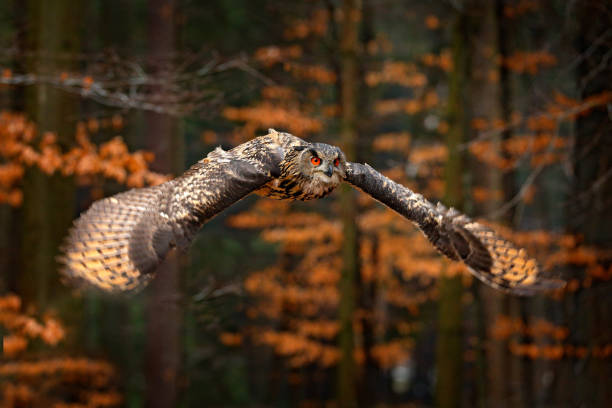 istock Eurasian Eagle Owl, Bubo bubo, with open wings in flight, forest habitat in background, orange autumn trees. Wildlife scene from nature forest, Russia. Bird in fly, owl behaviour. 1261744244