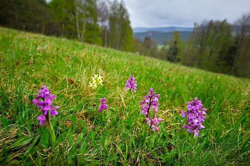 Yellow and pink Elder-flowered Orchid, Dactylorhiza sambucina, European terrestrial wild orchid in nature habitat. Nature spring scene in Europe. MEadow with flowers and trees on hill, Sumava, Czech
