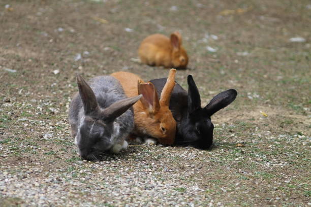 istock Red, black and grey little bunnies. 1261754613