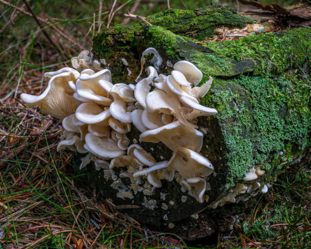 istock Pleurotellus Porrigens 1261756292