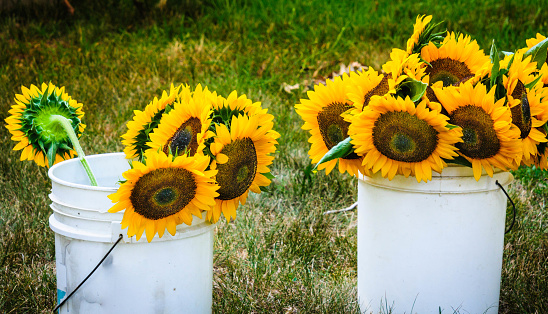 Cut sunflowers are in white buckets of water at a Cape Cod farmers market.