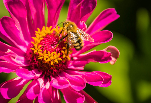 A bee collects pollen from the stamens of a backyard zinnia.